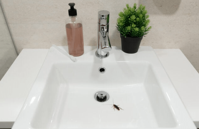 Identifying Common Tiny Bugs Found in Bathrooms Without Wings